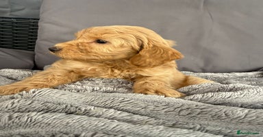 Cockapoo dogs - Advert 14
