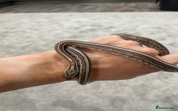 Corn Snake reptiles for sale: 1 Year old Male Corn Snake with Full Set Up - Image 3