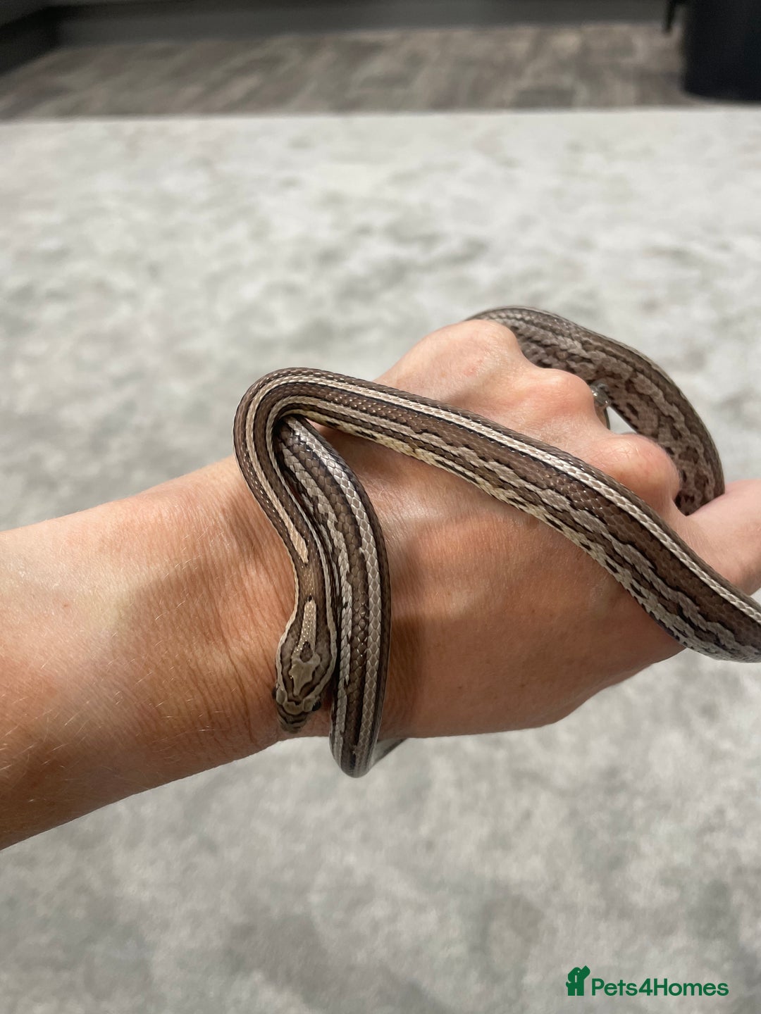 Corn Snake reptiles for sale: 1 Year old Male Corn Snake with Full Set Up - Image 3