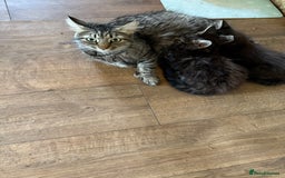 Maine Coon cats for sale: Handsome boy Maine coone  - Image 6