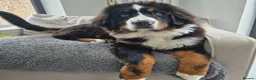 Bernese Mountain Dog dogs for sale: Male Bernese Mountain Dog in Keighley - Advert 4