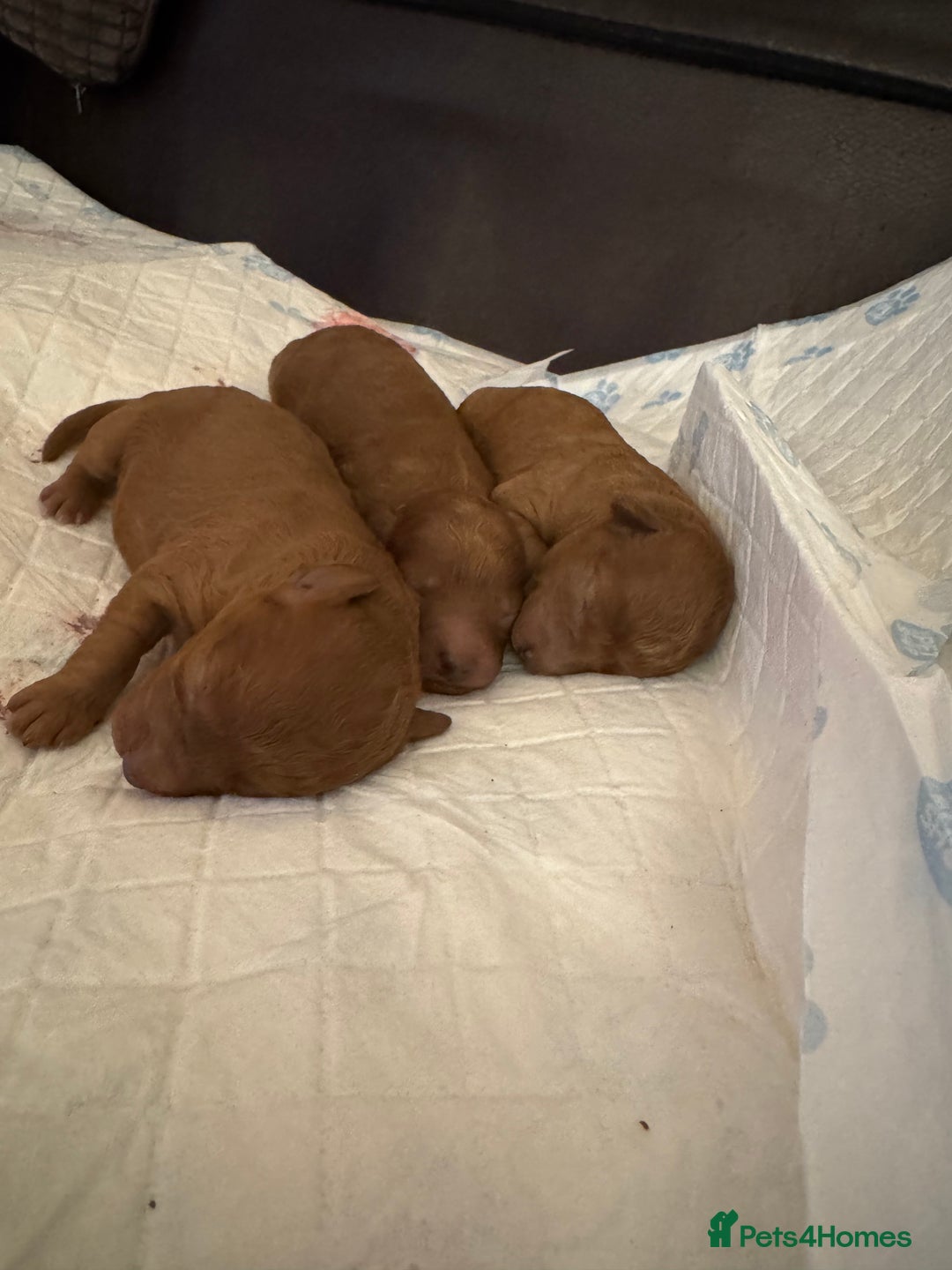 Toy Poodle dogs for sale: Gorgeous Toy Poodle Puppies  - Advert 3