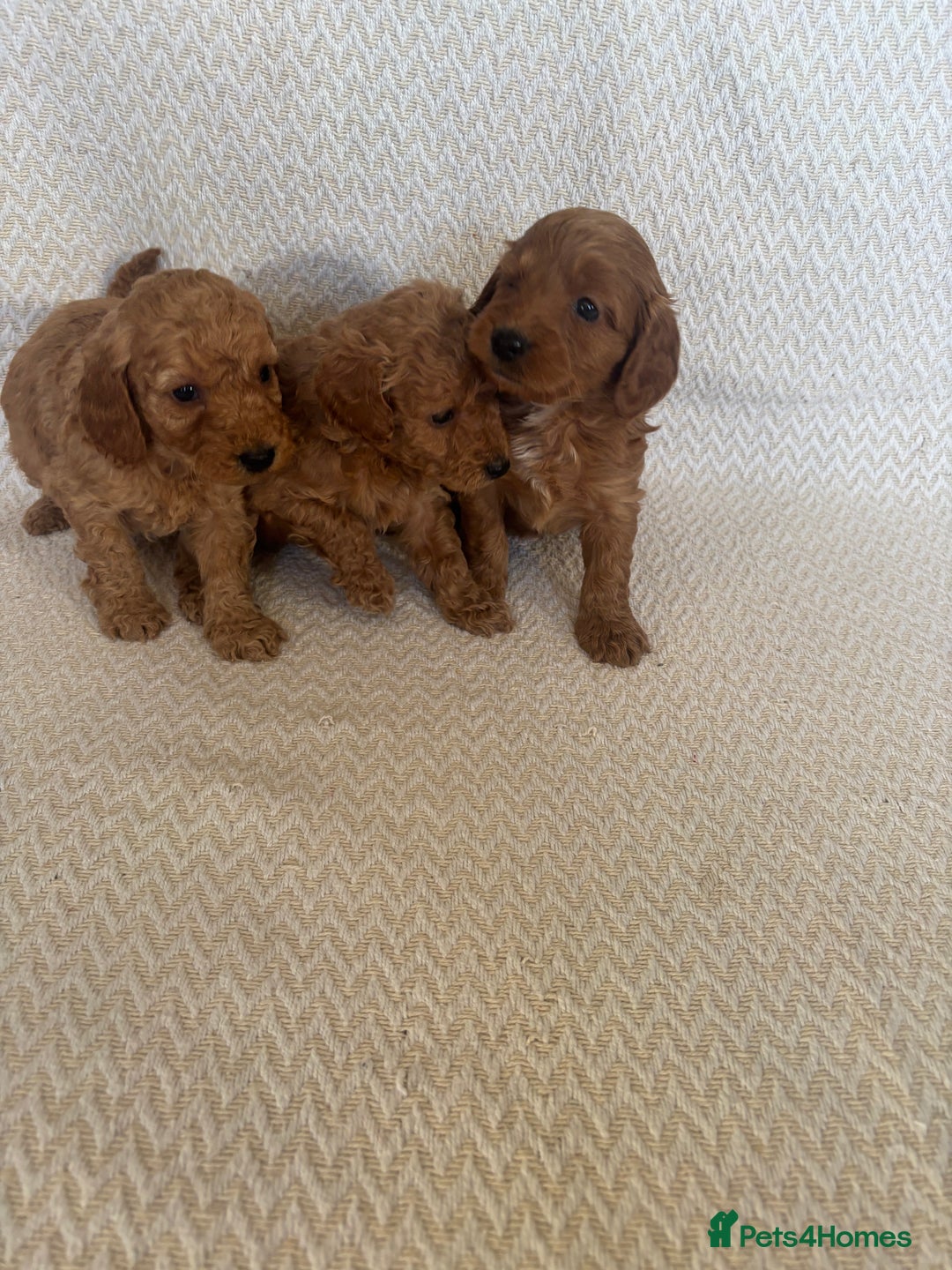 Cockapoo dogs for sale: Cockapoo puppies - Advert 5