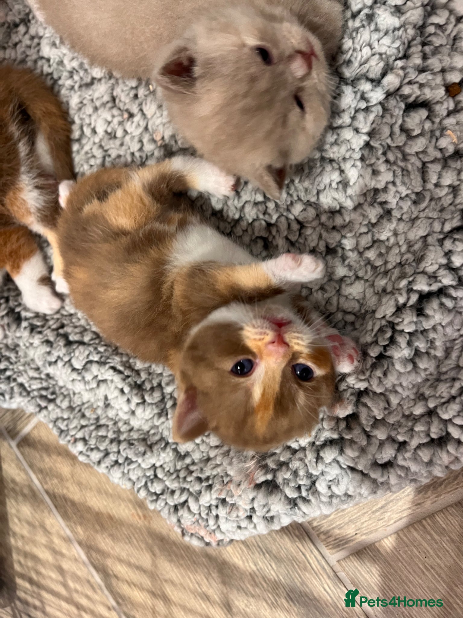 British Shorthair cats for sale: 🏆Gccf Cinnamon tortie Fawn Red bi colour 🏆 - Advert 14