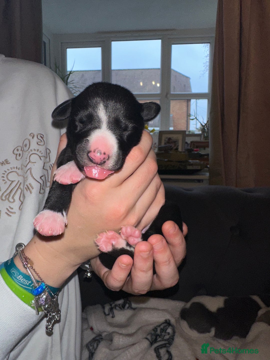 Whippet dogs for sale: KC Registered Whippet Puppies - Advert 6