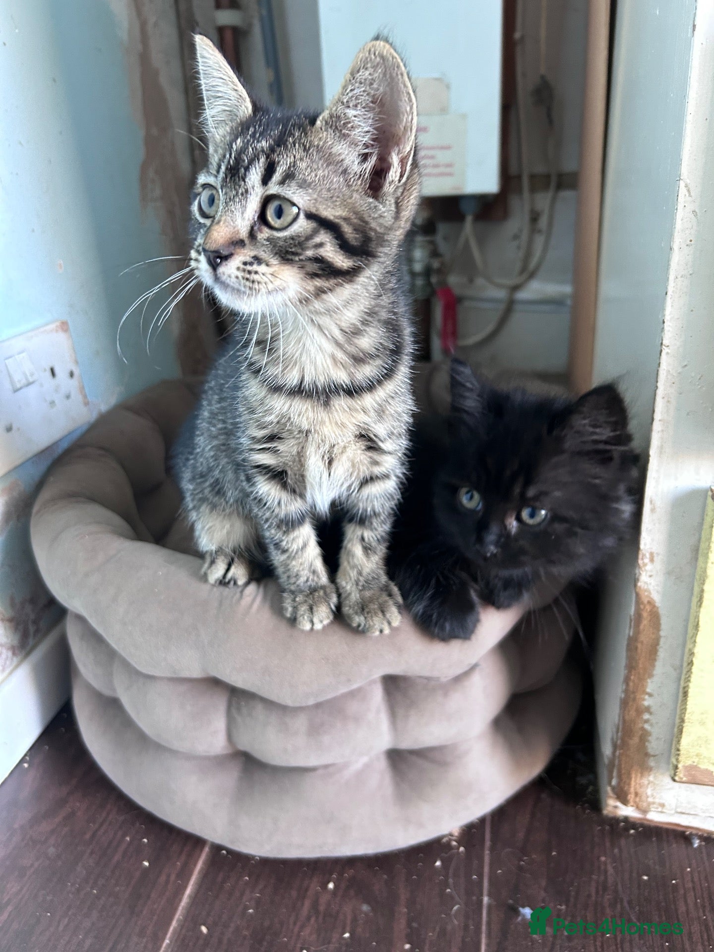 Mixed Breed cats Three beautiful kittens  - Advert 4