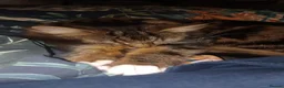 Domestic Shorthair cats for sale: Female cat in Middlesbrough - Advert 5
