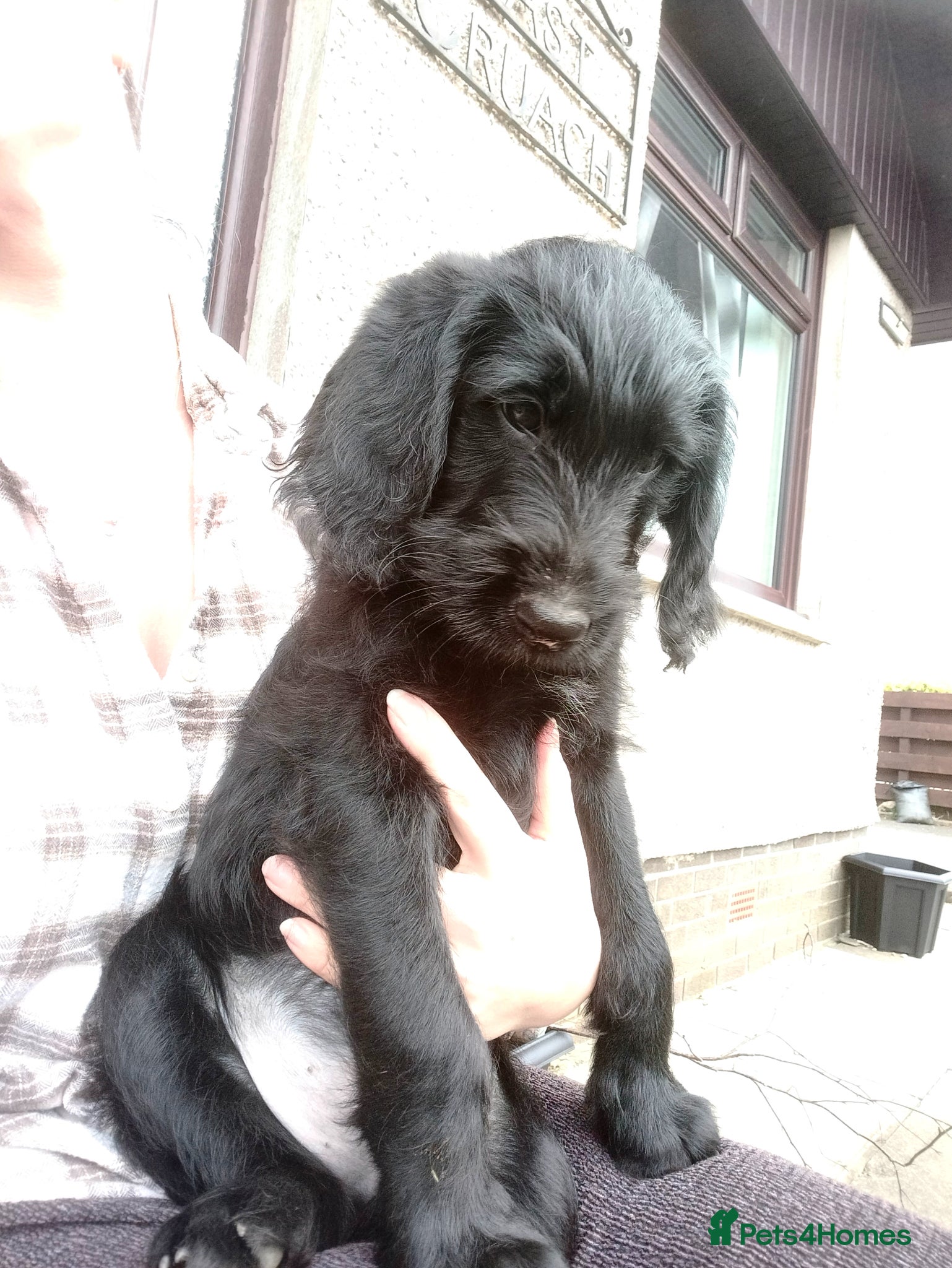 Labradoodle dogs F1 Standard Labradoodle Puppies - Advert 4