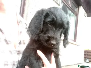 Labradoodle dogs F1 Standard Labradoodle Puppies - Advert 14