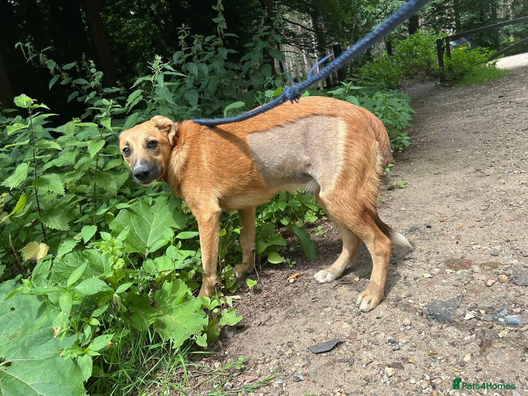 Mixed Breed dogs for adoption: Laska - Norwich Norfolk  - Image 6