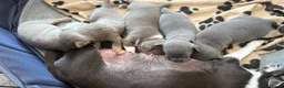 Chihuahua dogs for sale: Five Smoothcoat Chihuahua puppies for sale - Advert 7