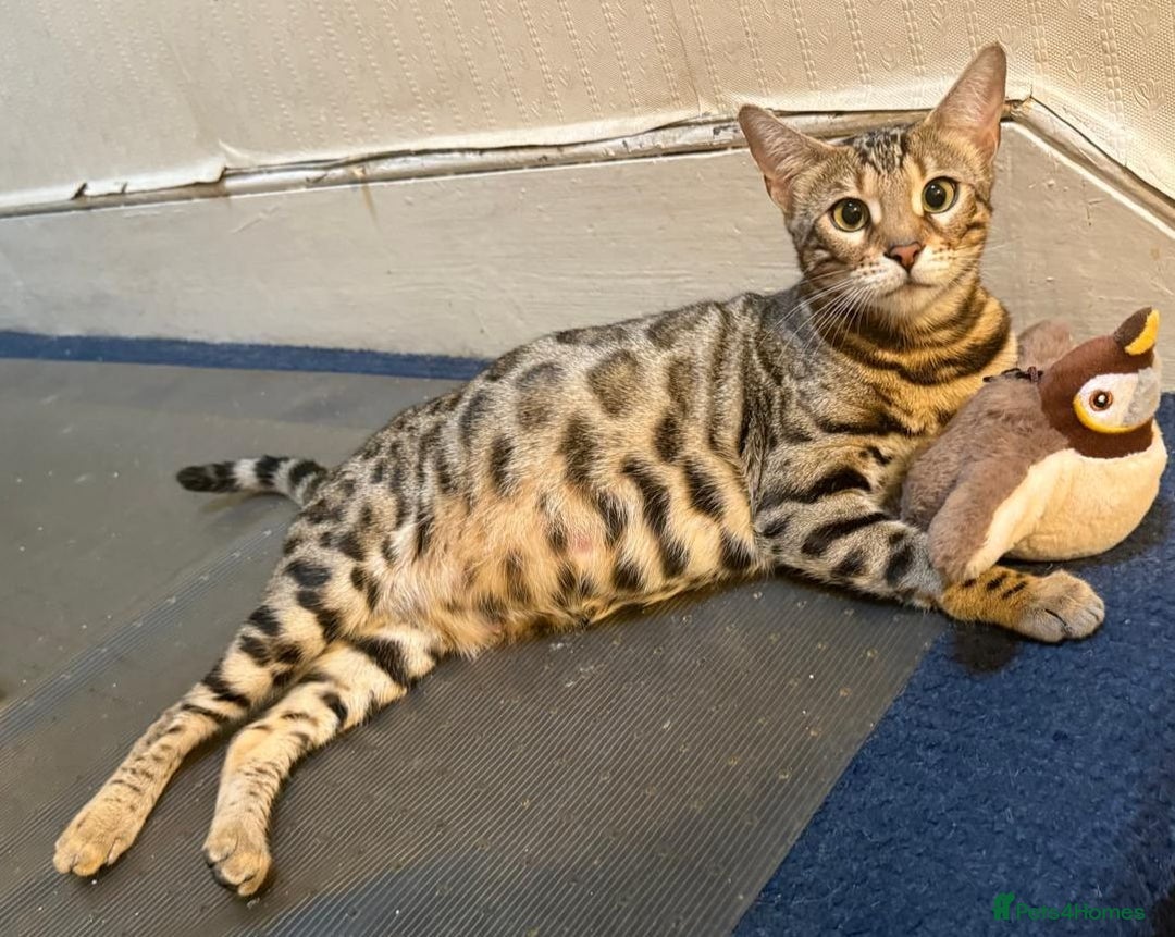 Bengal cats for sale: 🐆Bella's Bengals🐆 - Advert 2