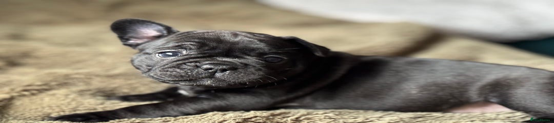 French Bulldog Puppy 3