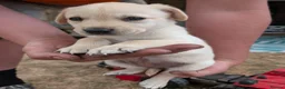 Labrador Retriever dogs for sale: Farm reared Labrador puppies in Sheerness - Advert 10