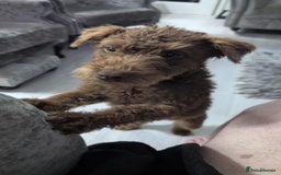 Patterdale Terrier dogs for sale: Fell Terrier bitch..  - Image 3