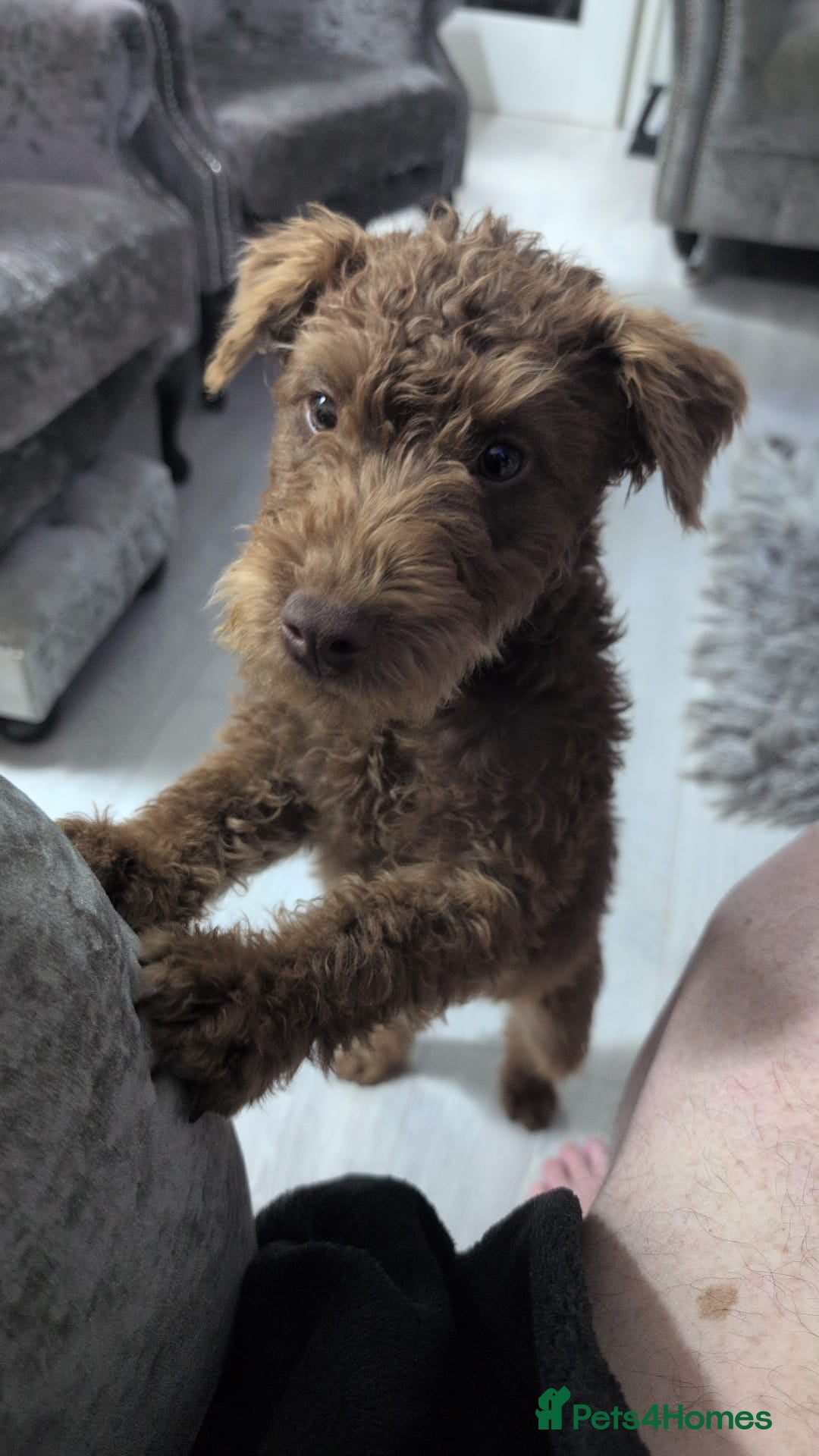 Patterdale Terrier dogs for sale: Fell Terrier bitch..  - Image 3