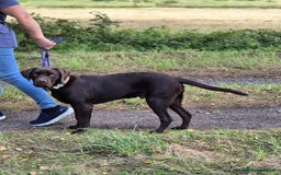 Labrador Retriever dogs for sale: Lovely KC Reg 6 month old Chocolate Lab - Image 3
