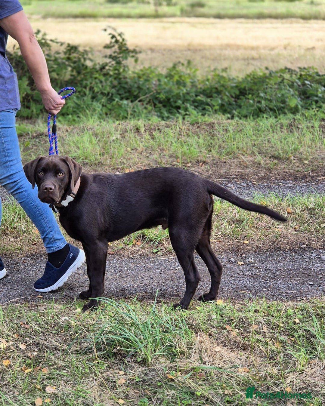 Labrador Retriever dogs for sale: Lovely KC Reg 6 month old Chocolate Lab - Image 3