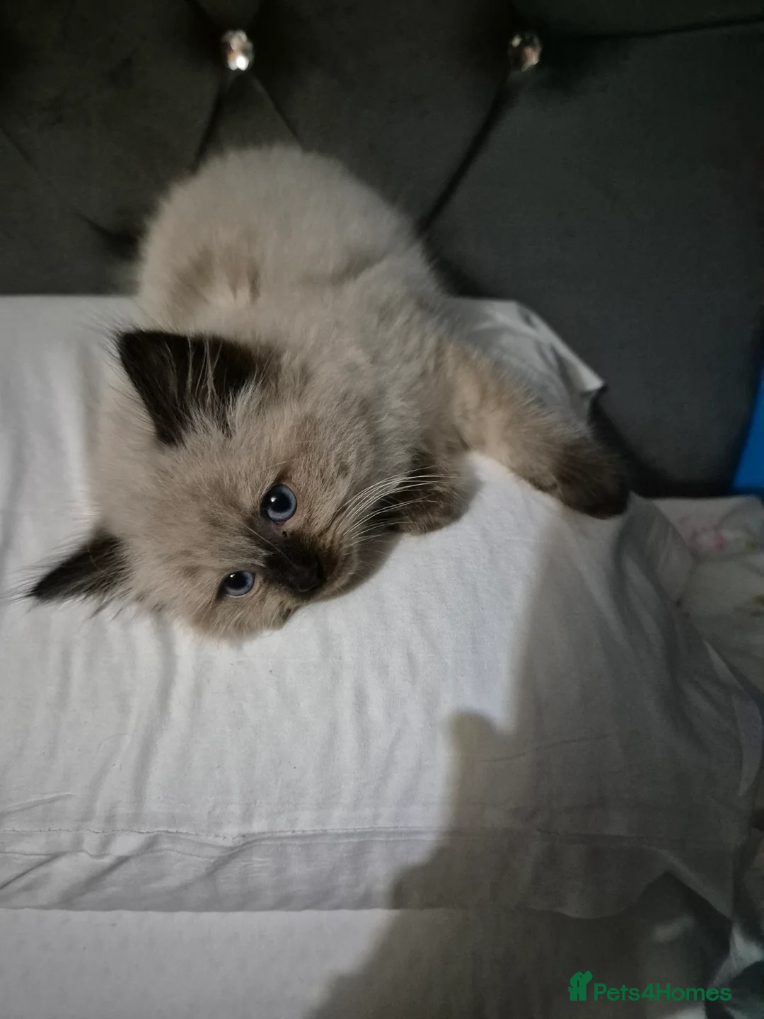 Ragdoll cats for sale: Female ragdoll kitten  - Advert 7