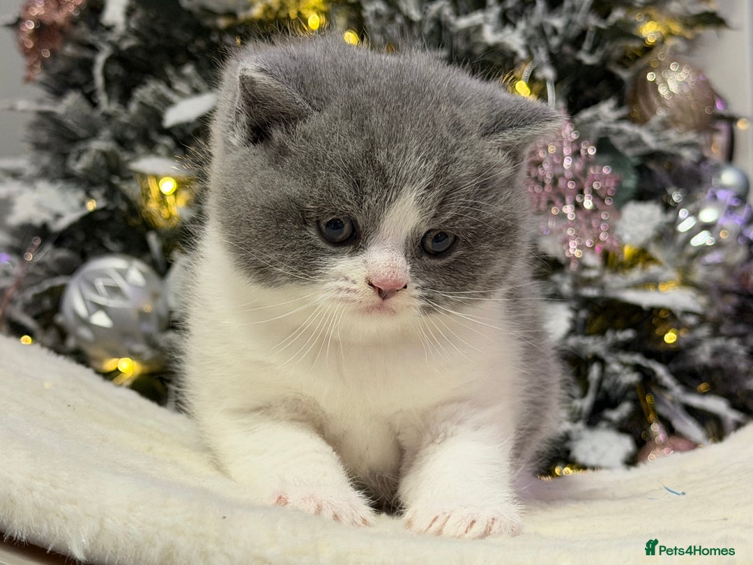 British Shorthair cats for sale: Gorgeous British Kittens - Advert 16