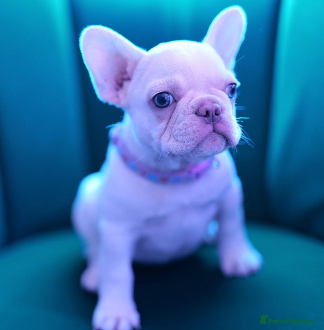 French Bulldog dogs for sale: KC French Bulldog Ready Now ! - Image 7