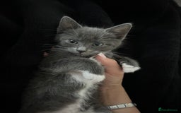 Mixed Breed cats for sale: 12 week old kitten  - Image 2