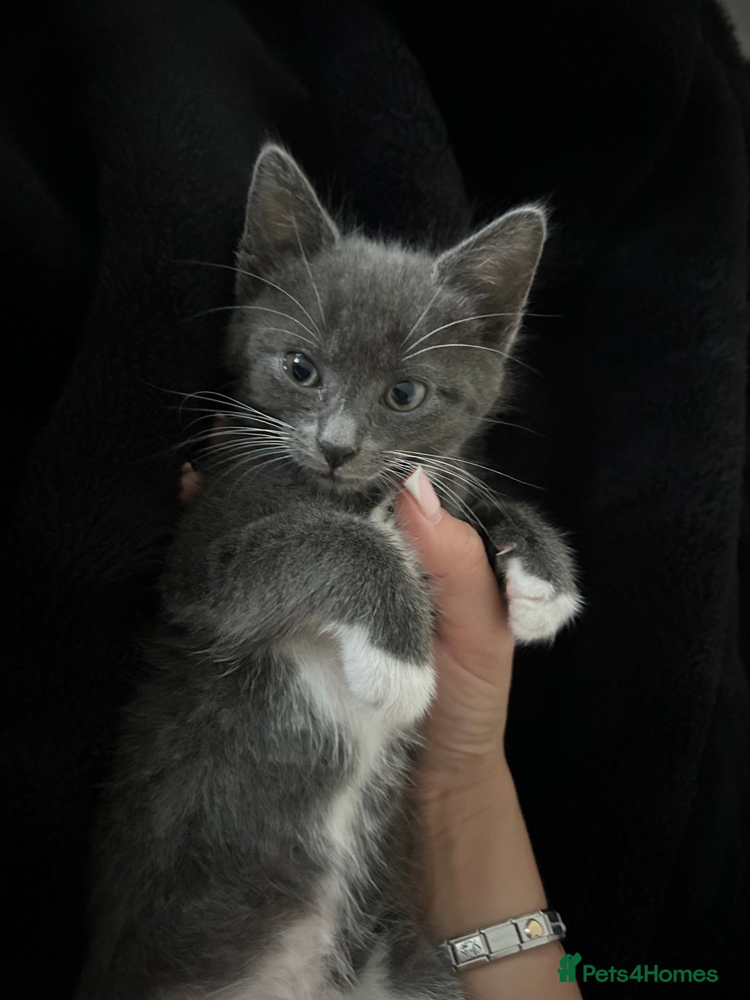 Mixed Breed cats for sale: 12 week old kitten  - Image 2