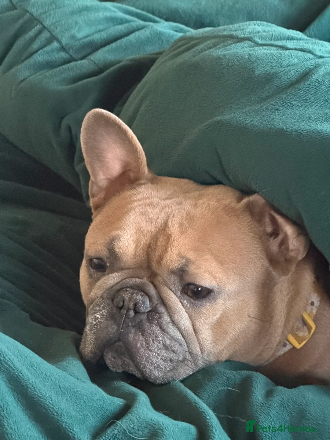 French Bulldog dogs for sale: Stunning French Bulldog - Advert 3
