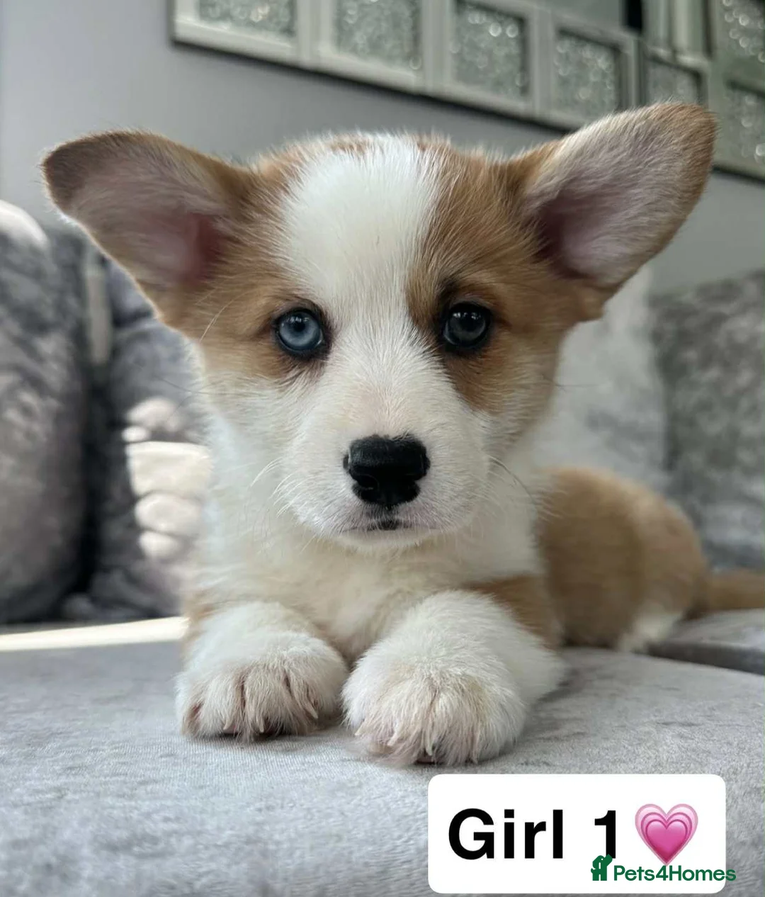 Welsh Corgi Pembroke dogs for sale: STUNNING KC REGISTERED CORGI GIRLS💕💕💕💕 - Advert 2