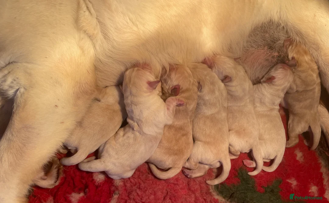 Labrador Retriever dogs for sale: Beautiful Labrador Puppies - Advert 20