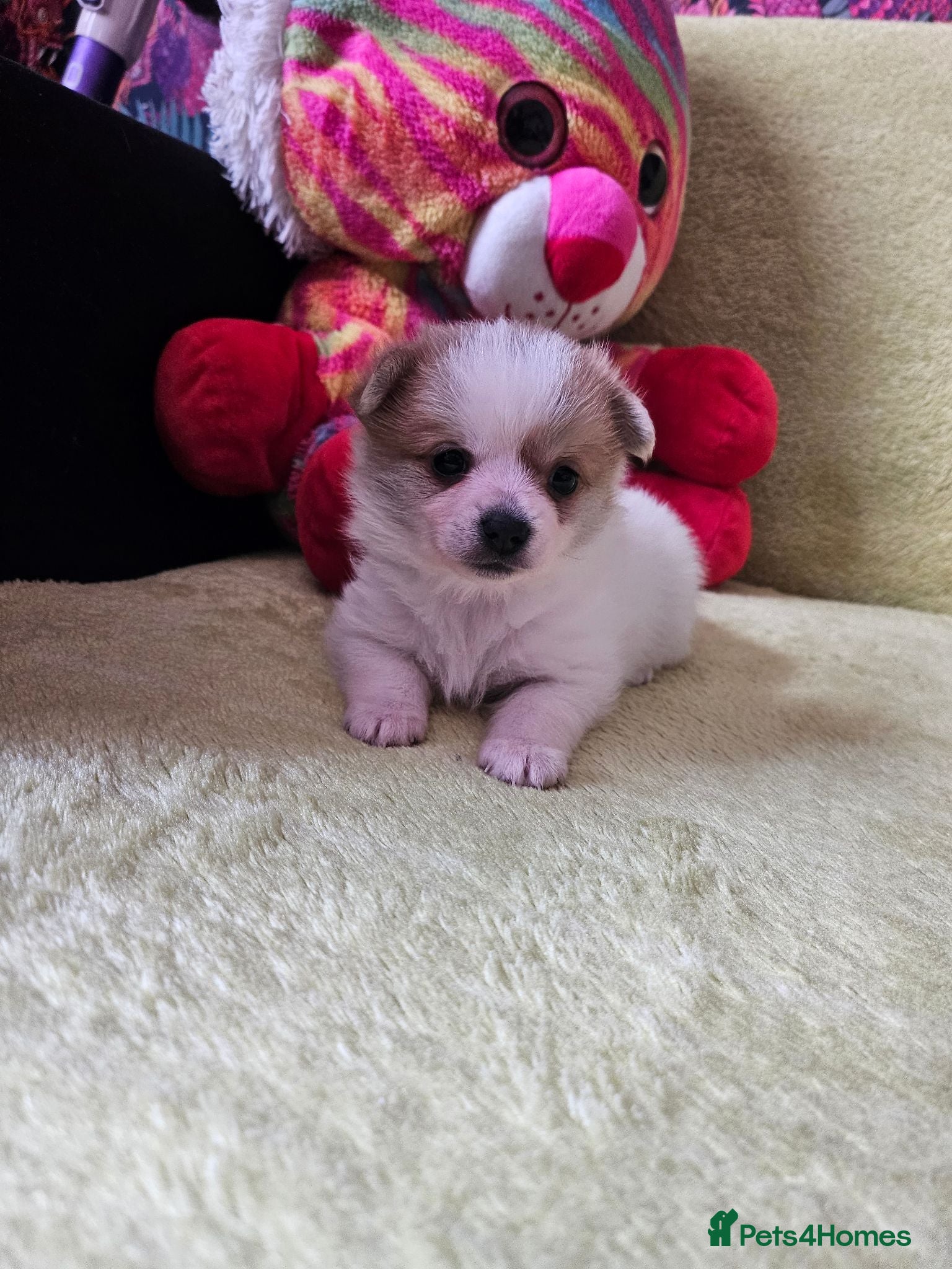 Pomchi dogs 🐶♥️Beautiful Pomchi puppies🐶♥️ - Advert 1