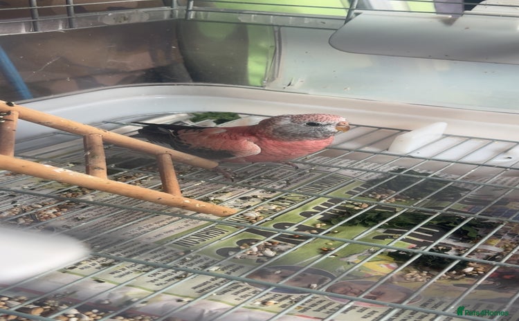 Parakeets birds - Advert 4