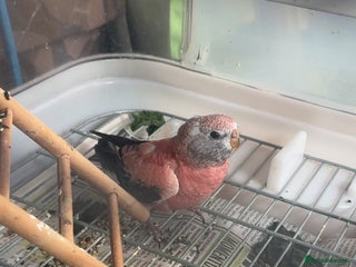 Parakeets birds - Advert 3
