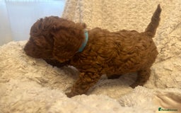 Toy Poodle dogs for sale: 🤎Toy poodles🤎 - Image 10
