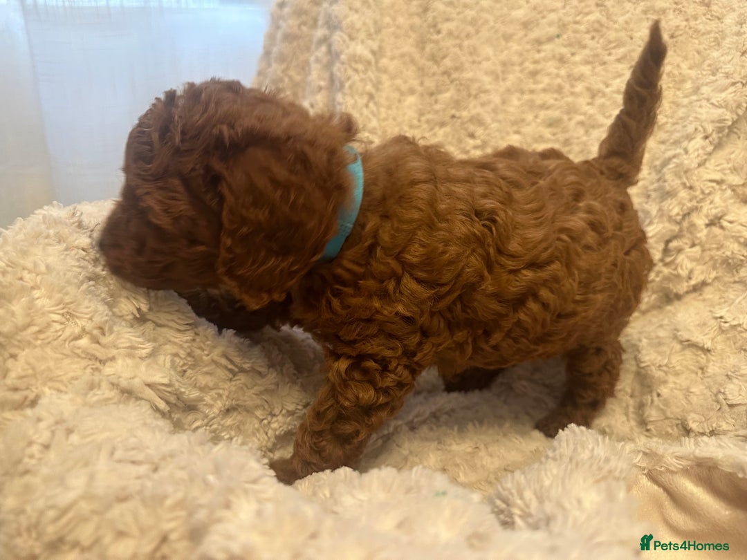 Toy Poodle dogs for sale: 🤎Toy poodles🤎 - Image 10