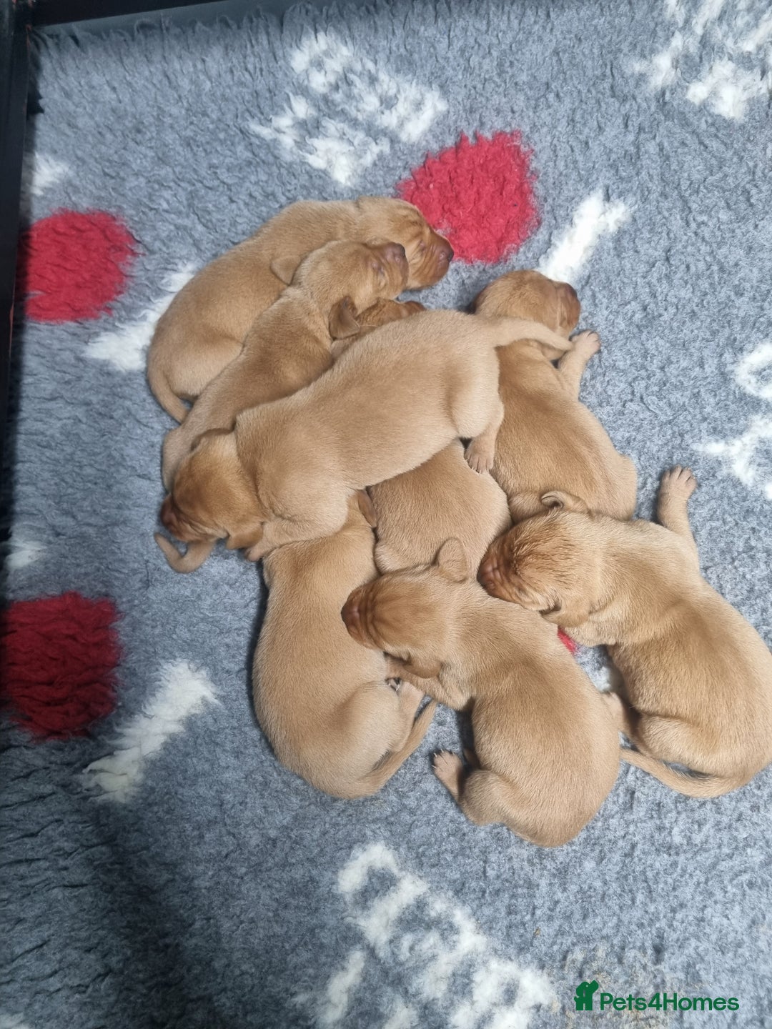 Hungarian Vizsla dogs for sale: Vizslador Puppies  - Advert 9