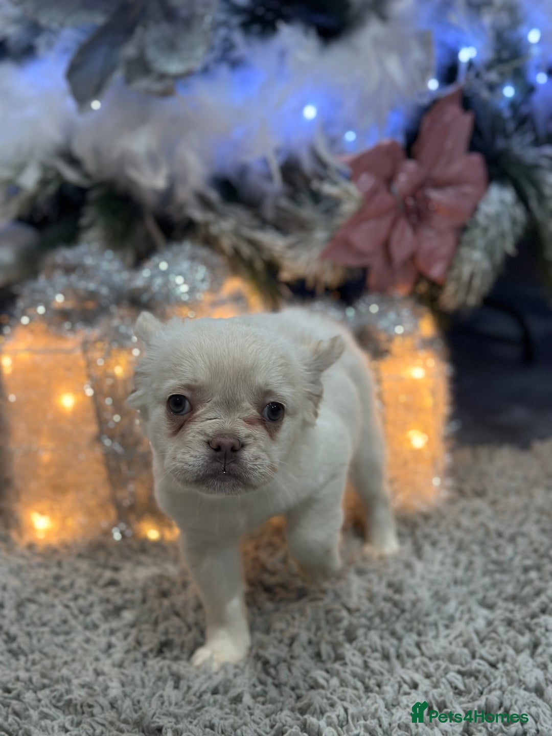 French Bulldog dogs for sale: LAST GIRL LEFT fluffy French bulldogs  - Advert 5