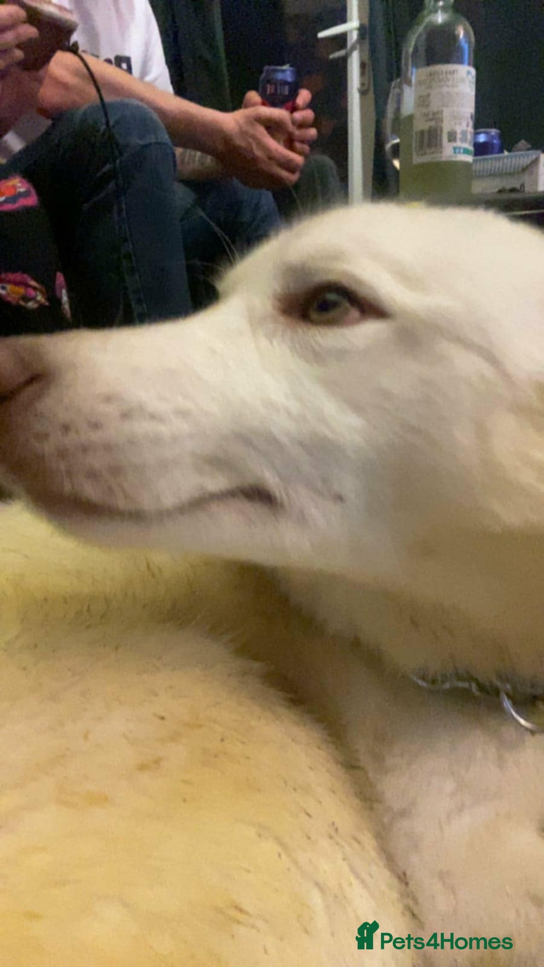 Siberian Husky dogs for sale: Snowball  - Advert 3