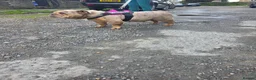 English Bulldog dogs for sale: Heffie english bulldog - Advert 6