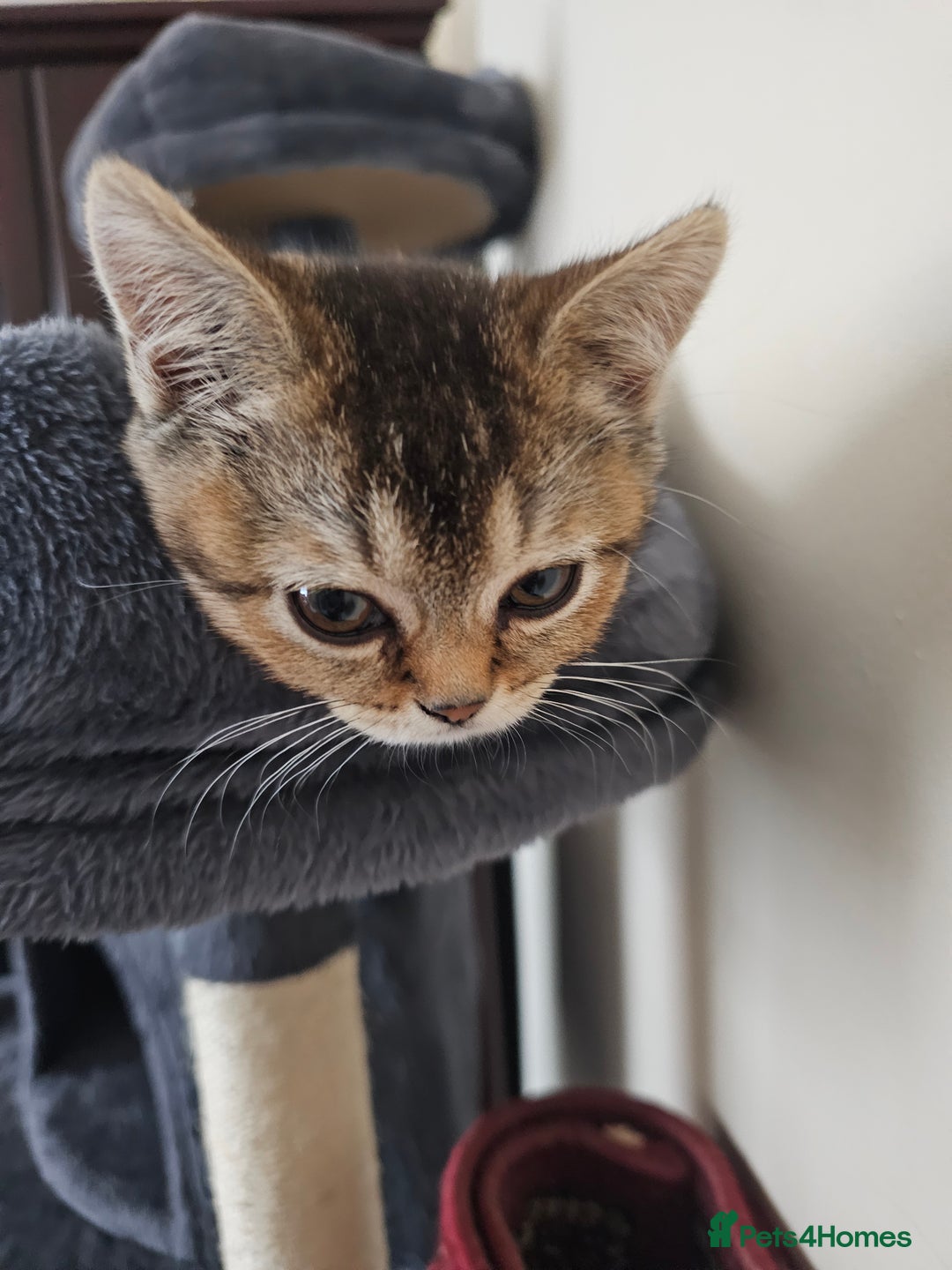 British Shorthair cats for sale: Browney - Advert 10