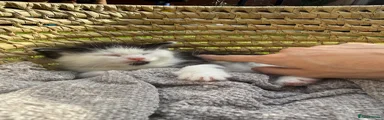 Turkish Van 1
