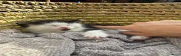 Turkish Van cats for sale: Kittens for sale  - Advert 7