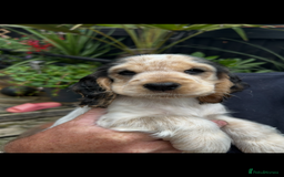 Cocker Spaniel dogs for sale: Sable cockerspaniel puppies - Image 20