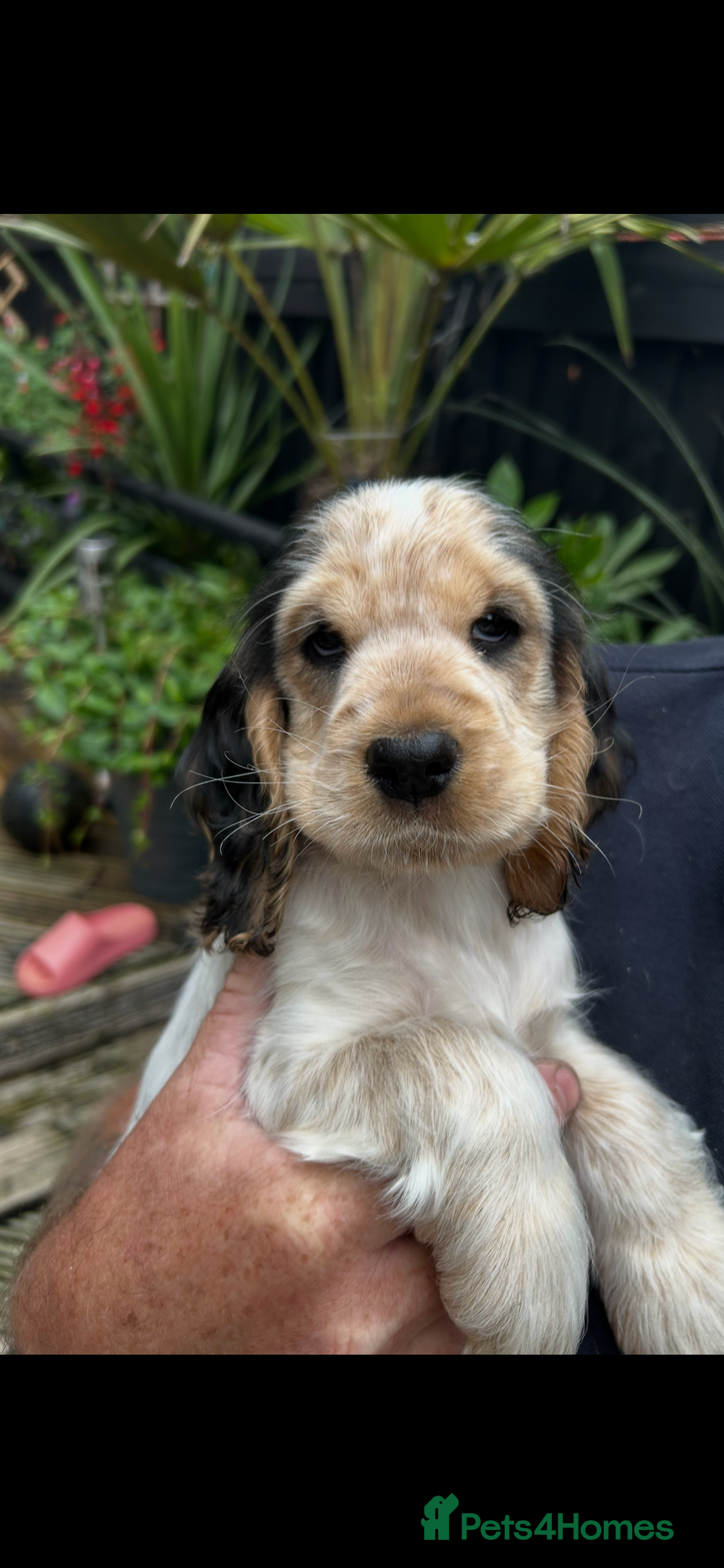 Cocker Spaniel dogs for sale: Sable cockerspaniel puppies - Image 20