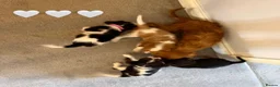Cavalier King Charles Spaniel dogs for sale: Beautiful health tested cavalier King Charles  - Advert 3