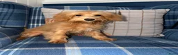 Shihpoo dogs for sale: 🩷Beautiful Shihpoo Puppies READY NOW 🧡 - Advert 4