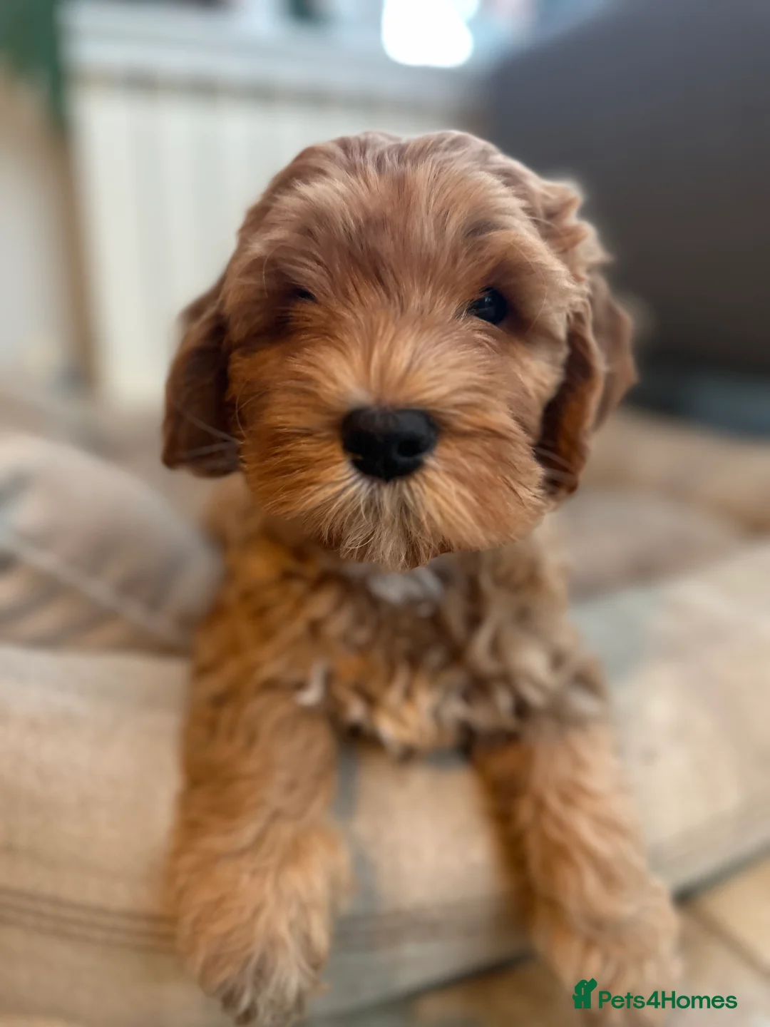 Australian Labradoodle dogs for sale: WAITING LIST Australian Labradoodles - RED & TUX  - Advert 11