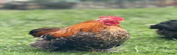 Chickens poultry for sale: Cockerels for sale  - Advert 10
