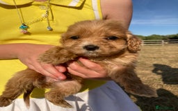 Cockapoo dogs for sale: Cockapoos  - Image 7
