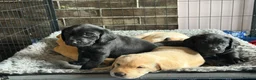 Labrador Retriever dogs for sale: 🐾 Outstanding KC Labrador pups Top Health Tested in Newton Abbot - Advert 3